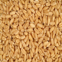 Wheat (Per Quintal)